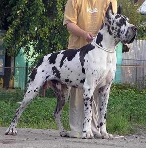 WeimaranerBeaglePitBullDobermanGreatDane